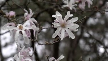 Beyaz Çiçekli Bahar Manzarası - Loire France