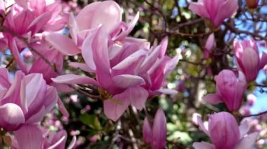  Çiçekli Ağaçlarla İlkbahar Manzarası