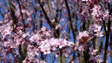 Ağacın Açtığı Bahar Manzarası