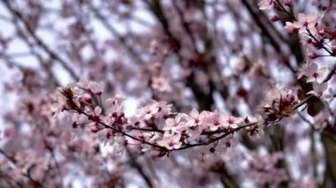 Çiçekli Ağaçlarla İlkbahar Manzarası - Loire France