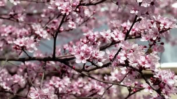 Весенний Пейзаж Цветущими Персиками — стоковое видео