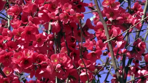 Wiosenny Krajobraz Czerwonymi Różami Pszczołami — Wideo stockowe