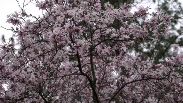 Drzewo Rozkwicie Parku Zamkowym Sforza Mediolanie — Wideo stockowe