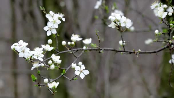 Tavaszi Táj Fehér Fákkal Virágokkal Loire Franciaország — Stock videók