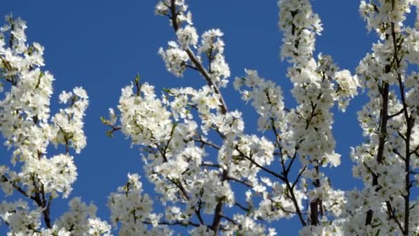 Paisaje Primavera Con Árboles Flores Blancas — Vídeos de Stock