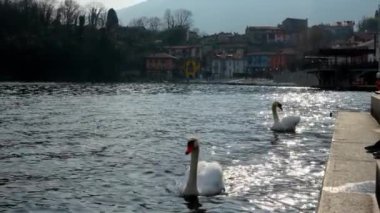 İtalya Mergozzo Gölü 'ndeki Günbatımında Kuğular