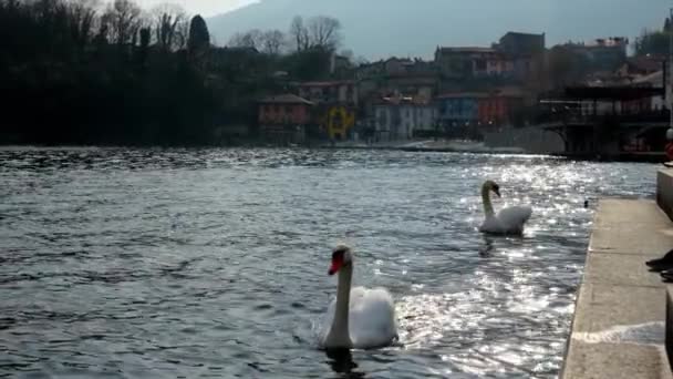 Cisnes Pôr Sol Lago Mergozzo Itália — Vídeo de Stock