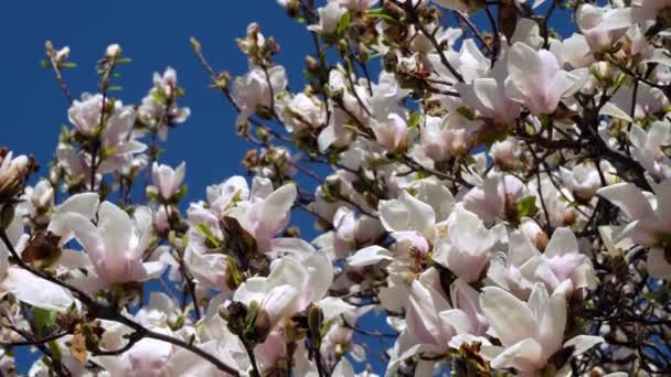 Wiosenny Krajobraz Białymi Kwiatami Błękitnym Niebem — Wideo stockowe