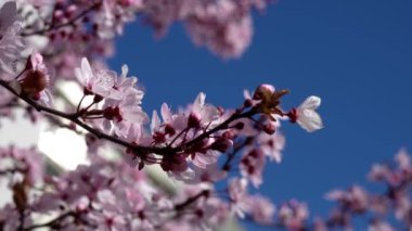  Pembe çiçekler ve mavi gökyüzü olan bahar manzarası