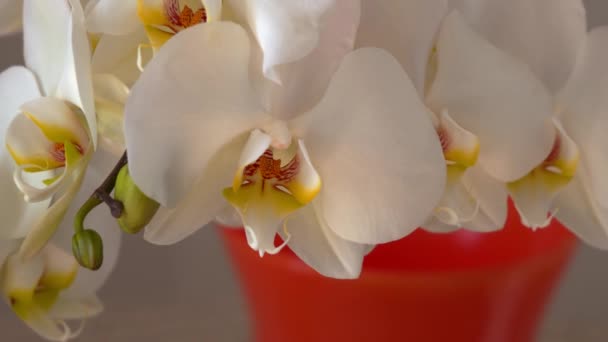 Coltivazione Orchidee Bianche Italiane — Video Stock