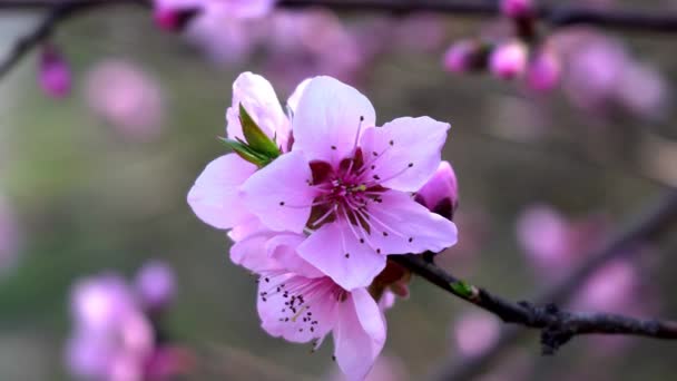 Pfirsichblüten Einem Frühlingstag — Stockvideo
