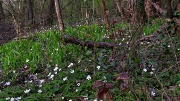 Wiosenny Krajobraz Lesie Białymi Kwiatami — Wideo stockowe
