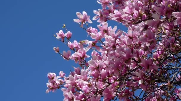 Pembe Çiçekler Mavi Gökyüzü Olan Bahar Manzarası — Stok video