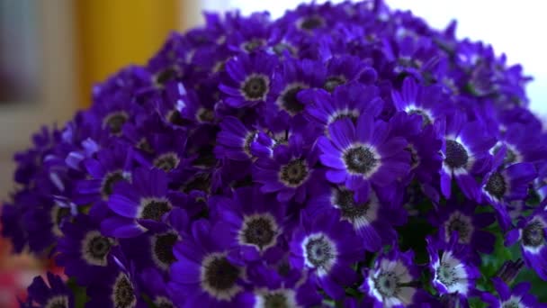 Καλλιέργεια Μοβ Λουλουδιών Την Άνοιξη — Αρχείο Βίντεο