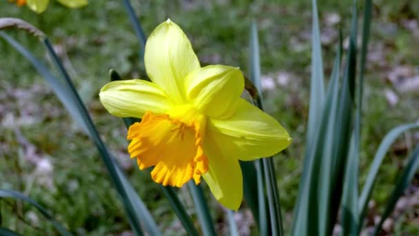 Paisaje Primaveral Bosque Con Flor Amarilla — Vídeos de Stock