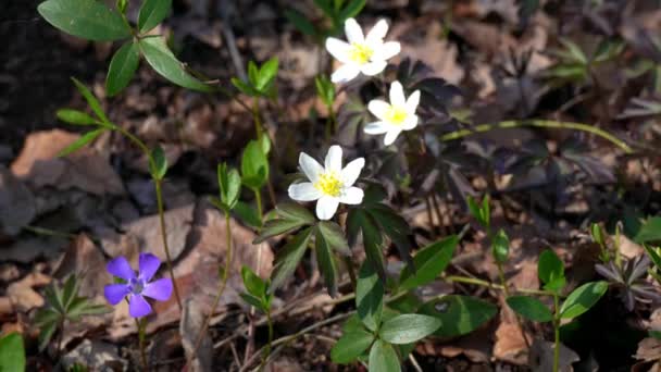 Wiosenny Krajobraz Wielokolorowymi Kwiatami — Wideo stockowe