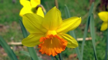  Sarı Çiçekli Ormandaki Yaz Arazisi