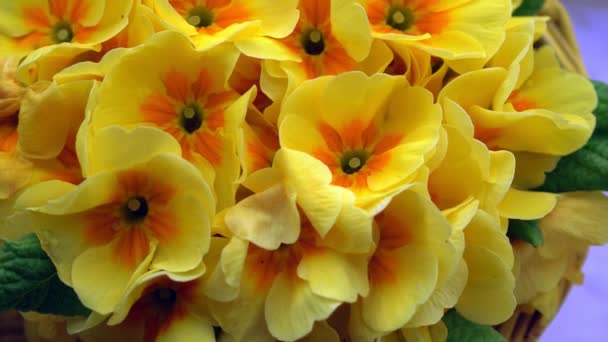 Желтые Цветы Весной — стоковое видео