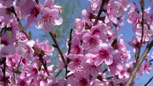 Fantastische Frühlingslandschaft Mit Pfirsichblüten — Stockvideo