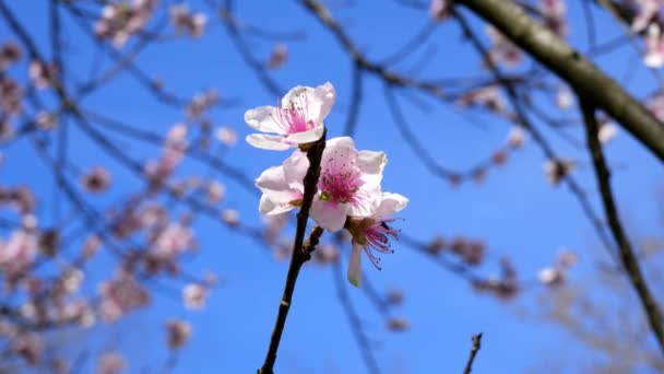 Wiosenny Krajobraz Kwiatami Brzoskwini Błękitnym Niebem — Wideo stockowe