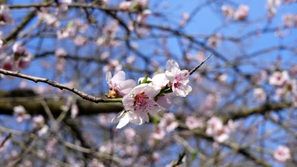 Wiosenny Krajobraz Kwiatami Brzoskwiń — Wideo stockowe
