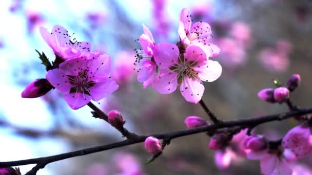 春の幻想的な桃の花 — ストック動画