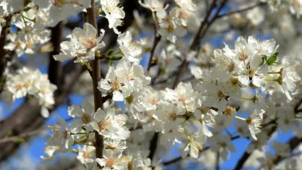 Paisaje Primavera Con Flores Blancas — Vídeo de stock