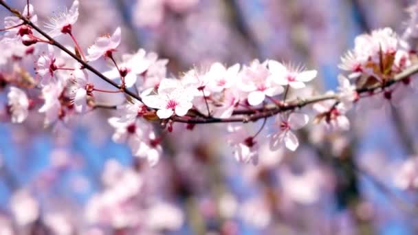 Wiosenny Krajobraz Polu Kwiatami Brzoskwini — Wideo stockowe