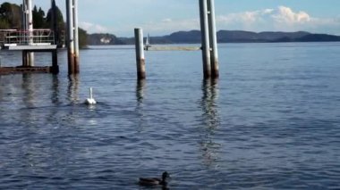  Maggiore Gölü 'ndeki Yalnız Kuğu İtalya