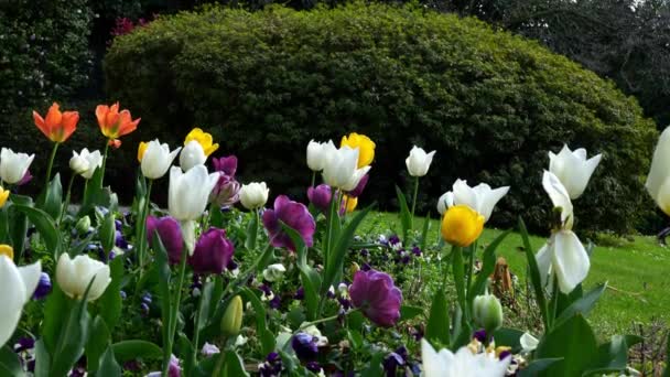 Fantástico Paisaje Verano Con Tulipanes Multicolores — Vídeo de stock
