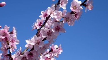  Şeftali Çiçekleri ve Arılarla Bahar Manzarası