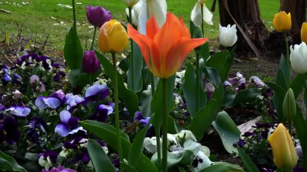 Wiosenny Krajobraz Ogrodzie Wielobarwnymi Tulipanami — Wideo stockowe