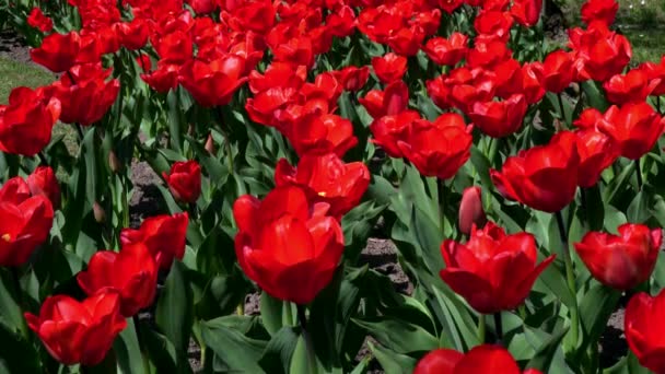 Spektakularny Wiosenny Krajobraz Czerwonymi Tulipanami — Wideo stockowe