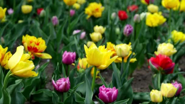 Paesaggio Primaverile Con Tulipani Multicolori — Video Stock