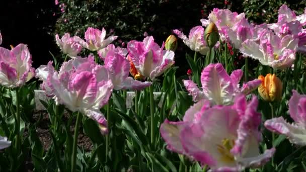 Paisaje Primavera Con Tulipanes Loro — Vídeo de stock