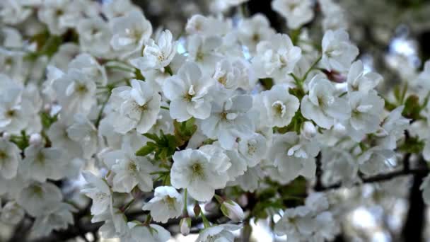 Białe Kwiaty Verbania Nad Jeziorem Maggiore — Wideo stockowe