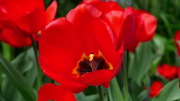 Fantástico Tulipán Rojo Villa Taranto Italia — Vídeo de stock