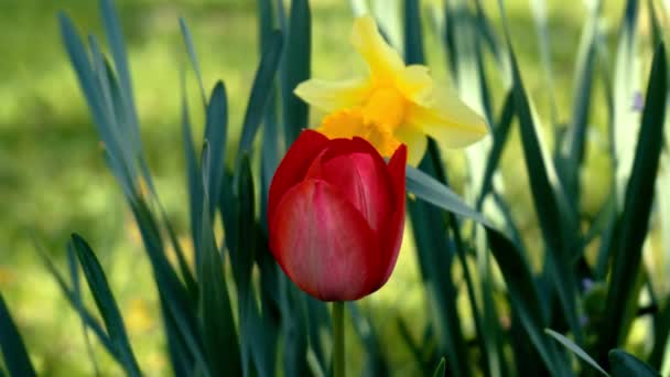 Paisagem Primavera Com Tulipa Lily Floresta — Vídeo de Stock