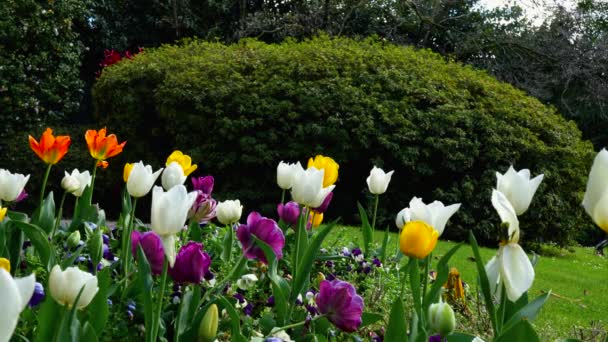 Paisaje Relajante Con Tulipanes Multicolores — Vídeos de Stock
