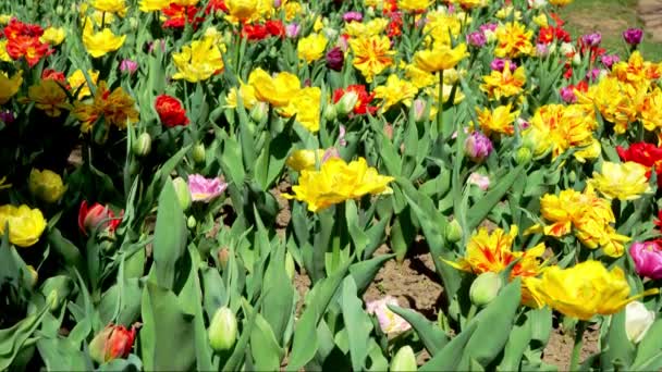Kolorowe Tulipany Ogrodzie Villa Taranto — Wideo stockowe