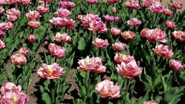 Paisaje Primavera Con Tulipanes Rosados — Vídeos de Stock