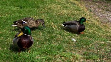  Ördeklerle Gölde Bahar Manzarası