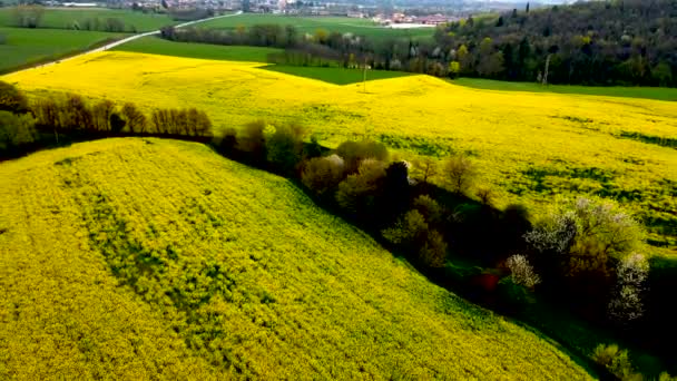 空中ドローン ブレシア県の菜種畑の風景 Muscoline — ストック動画