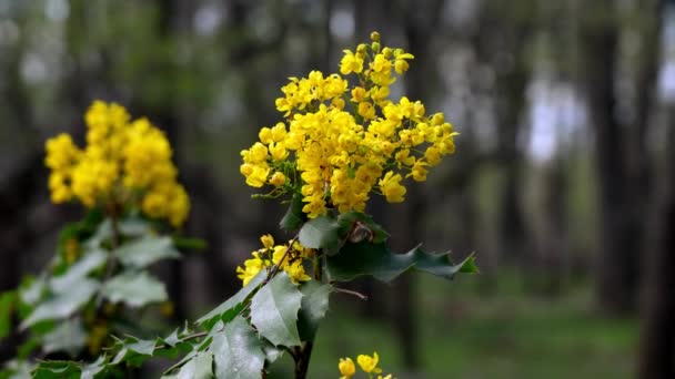 Žlutý Květ Lese Jaře — Stock video