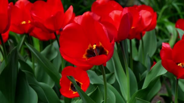 Spring Landscape Fantastic Red Tulips — Stock Video