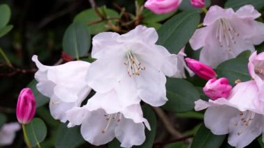 Bahar 'da Beyaz ve Pembe Çiçekler Açar