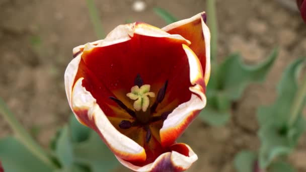 Cultivo Tulipanes Multicolores Italia — Vídeo de stock