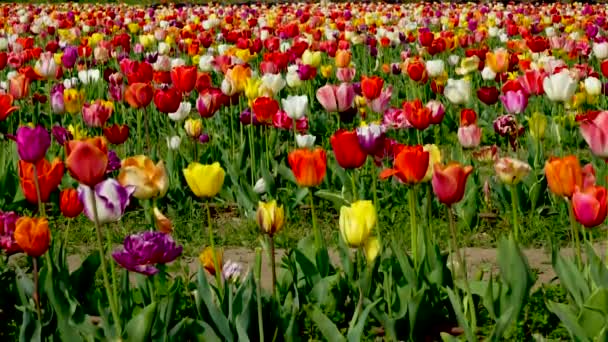 五彩缤纷的春天里美丽的郁金香地 — 图库视频影像