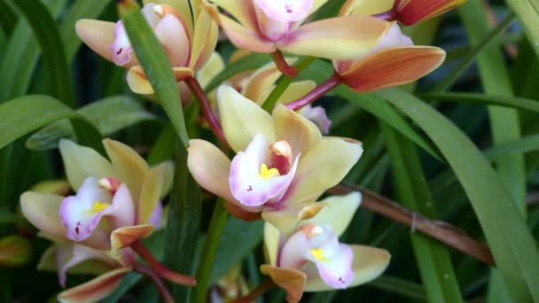Cremefarbene Cluster Orchidee Italien — Stockvideo