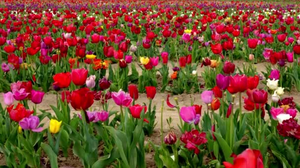 Frühlingslandschaft Feld Der Bunten Tulpen — Stockvideo